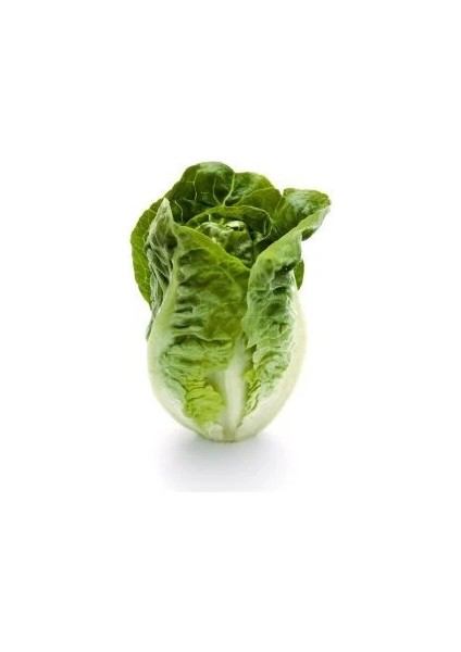 Marul Lital Tohumu Paket 25 Gram