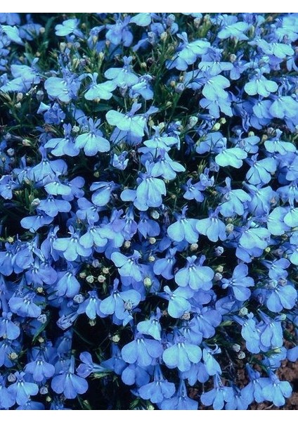 Lobelia Kardinal Mavi Renk Çiçek Tohumu 50 Adet
