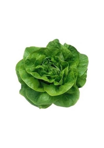 Marul Tereyağlı Tohumu Paket 25 Gram