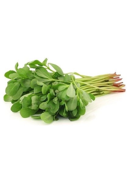 Semiz Otu Toros Nazlısı Tohumu Paket 5 Gram