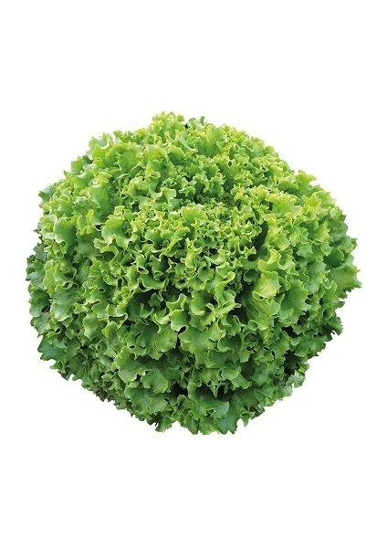 Omega Kıvırcık Tohumu Olengen Paket 5 Gram