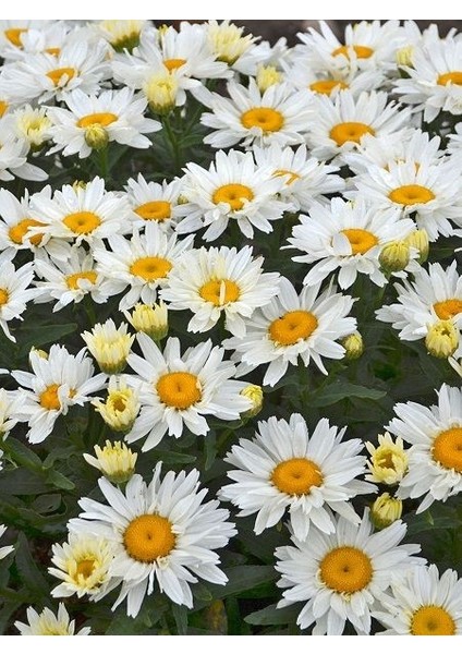 Beyaz Kır Papatyası Ay Papatyası Tohumu 750 Adet