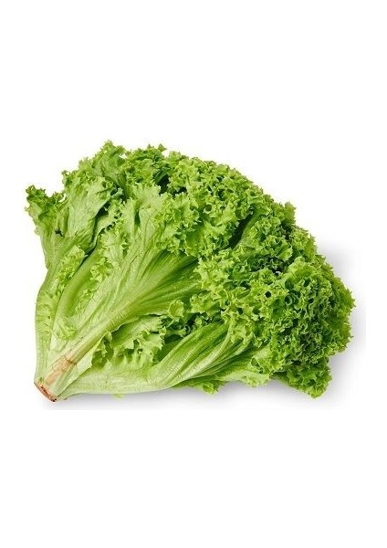 Kıvırcık Tohumu Marul Kışlık Paket 5 Gram