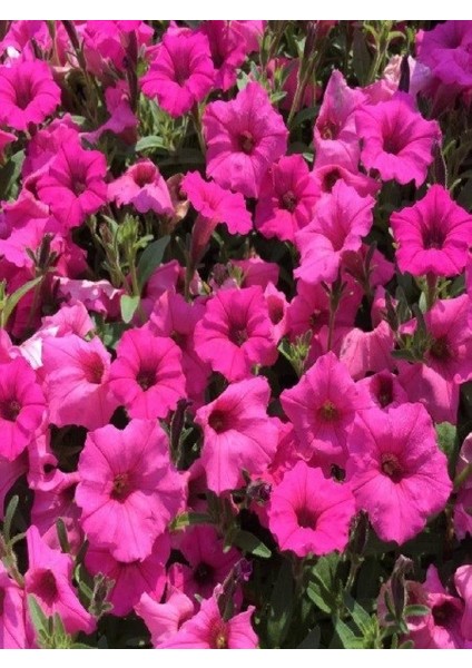 Petunya Çiçeği Pembe Renk Çiçek Tohumu