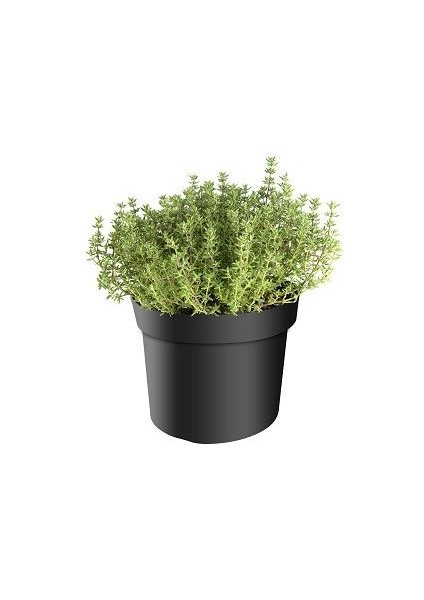 Kış Kekiği Tohumu Paket Thymus Vulgaris Winterhart fiyatları