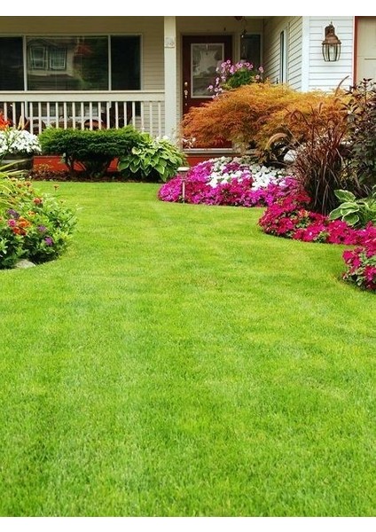 Çim Tohumu Gold Karışım %30 Su Tasarruflu 1 Kilo