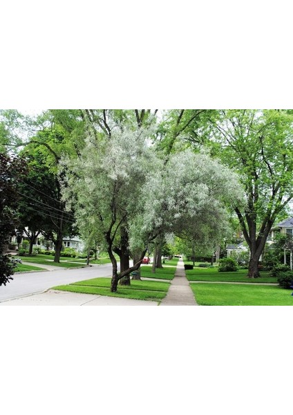 Anadolu Iğde Fidanı Elaeagnus Angustifolia