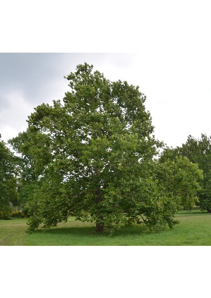 Batı Çınarı Fidanı Platanus Occidentalis