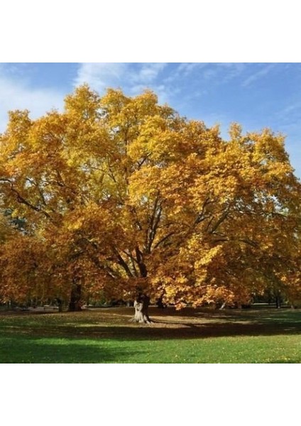 Batı Çınarı Fidanı Platanus Occidentalis