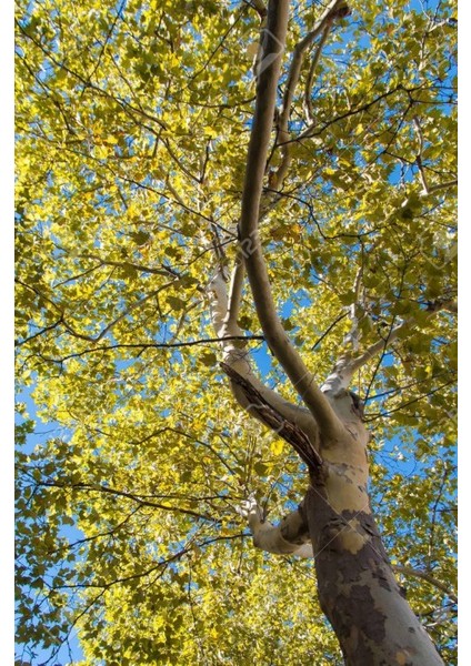 Batı Çınarı Fidanı Platanus Occidentalis