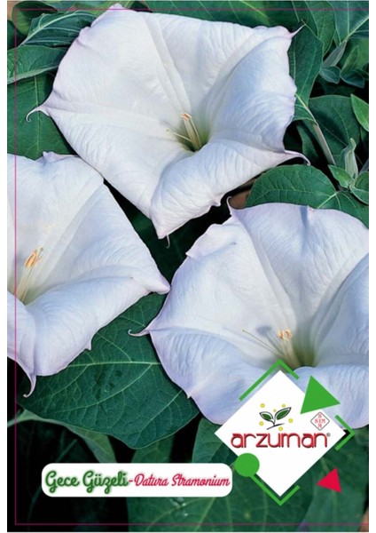 Gece Güzeli Çiçeği Çiçek Tohumu