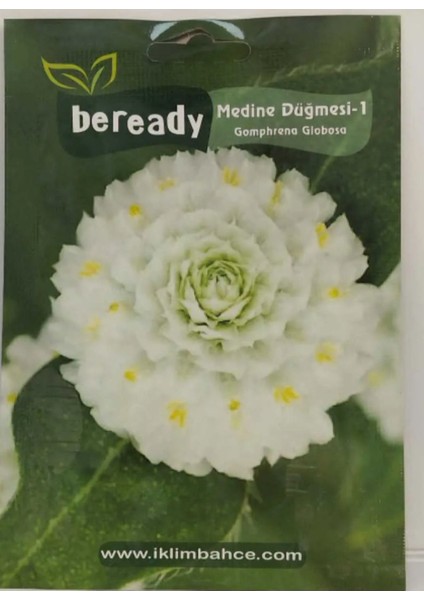 Medine Düğmesi Çiçeği Tohumu