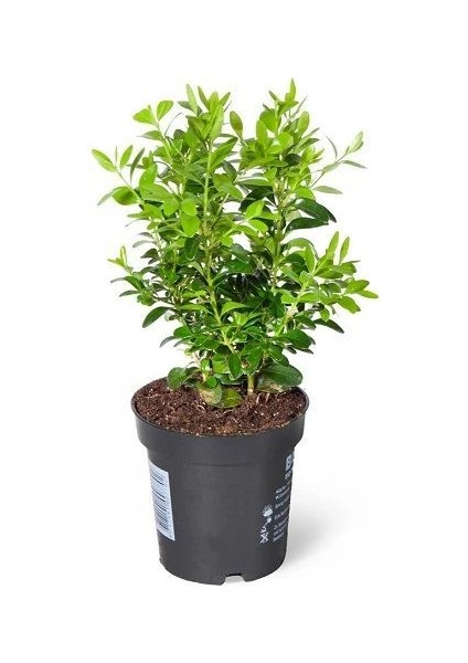 Yeşil Yapraklı Şimşir Buxus Sempervirens Arborescens 20 40 cm Saksıda