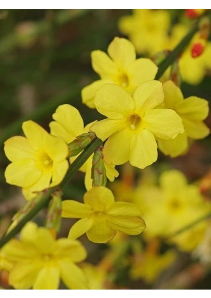 Yasemin Fidanı Sarı Jasminum Nudiflorum