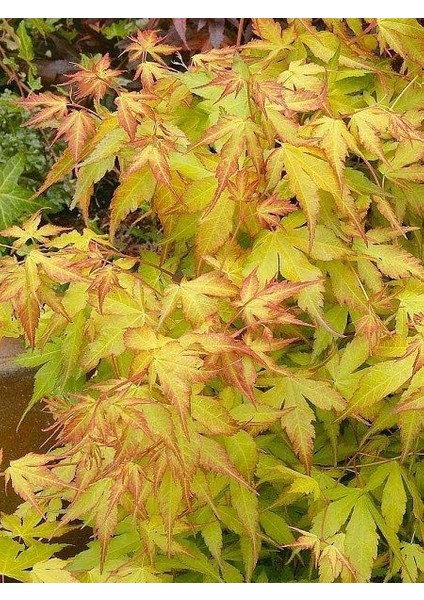 Akçaağaç Kırmızı Kenarlı Acer Palmatum Katsura 120 cm Saksıda fiyatları