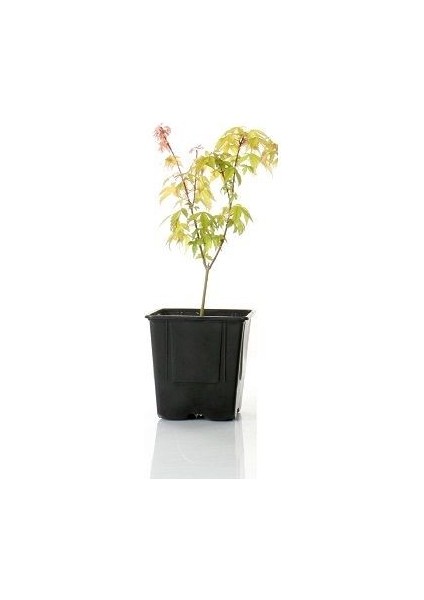 Akçaağaç Kırmızı Kenarlı Acer Palmatum Katsura 120 cm Saksıda modelleri
