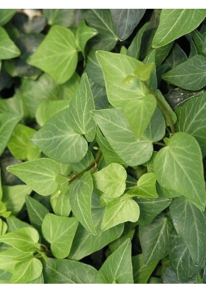 Orman Sarmaşığı Kalp Yapraklı Hedera Helix Teardrop 80 100 cm Saksıda fiyatları