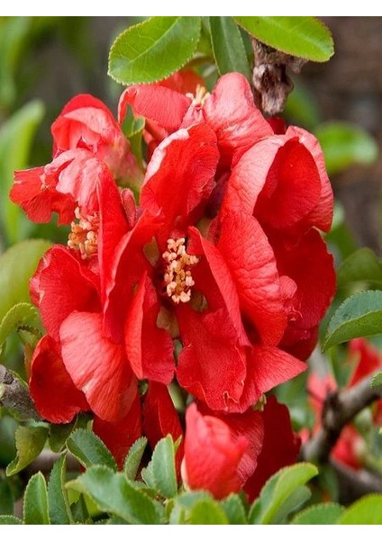 Kırmızı Çiçekli Bahar Dalı Chaenomeles Japonica 40 50 cm Saksıda