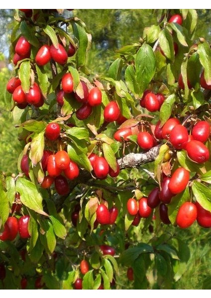 Aşısız Kızılcık Fidanı Cornus Mas Saksıda