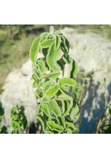 Adaçayı Hidrosolü 100 ml - Saf ve Doğal fiyatları