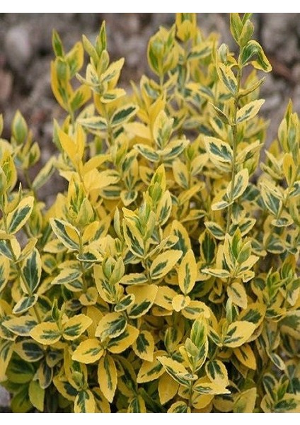 Altuni Taflan Fidanı Euonymus Emerald Gaiety Saksıda