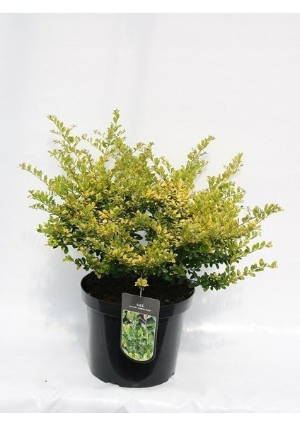 Ilex Crenata Golden Gem