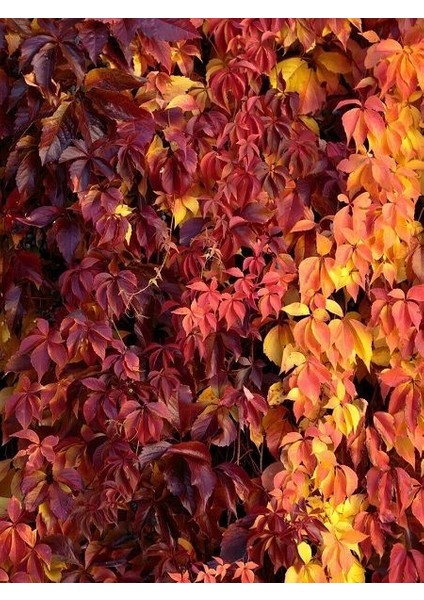 Amerikan Sarmaşığı Fidanı Parthenocissus Quinquefolia 60 80 cm Saksıda