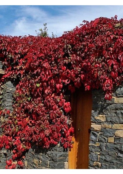 Amerikan Sarmaşığı Fidanı Parthenocissus Quinquefolia 60 80 cm Saksıda