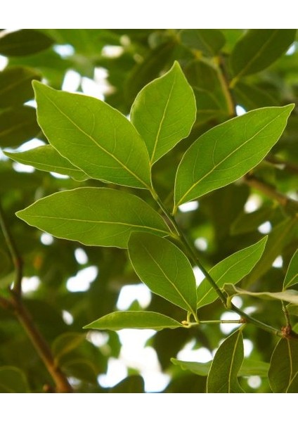 Defne Hidrosolü 100 ml - Saf ve Doğal fiyatları