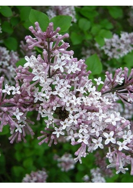 Leylak Fidanı Lila Çiçekli Syringa Meyeri Palibin 60 80 cm Saksıda