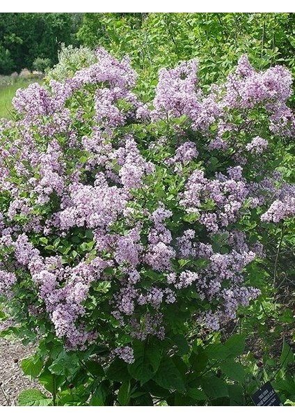 Leylak Fidanı Lila Çiçekli Syringa Meyeri Palibin 60 80 cm Saksıda