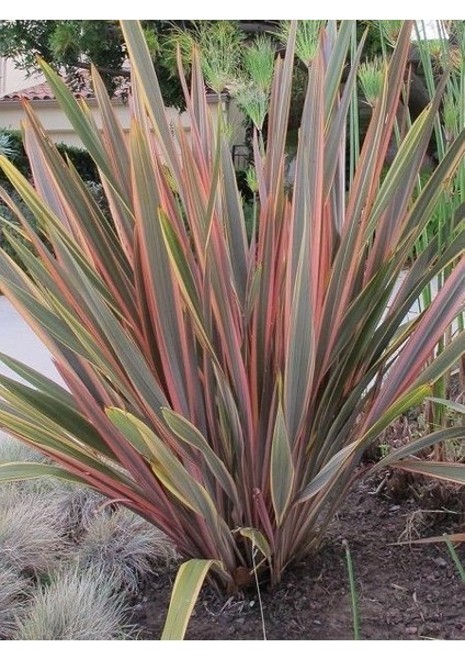 Yeni Zelanda Keteni Kırmızı Çizgili Phormium Tenax Sundowner Saksıda