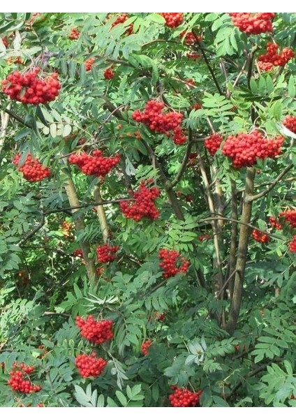 Üvez Fidanı Kuş Üvezi Sorbus Aucuparia 120 cm Saksıda