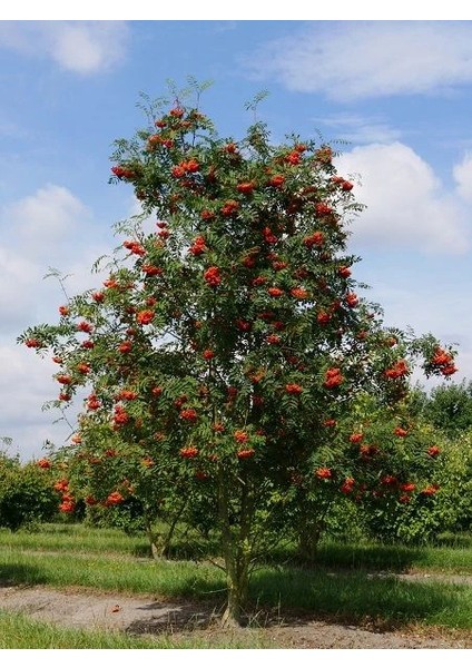 Üvez Fidanı Kuş Üvezi Sorbus Aucuparia 120 cm Saksıda