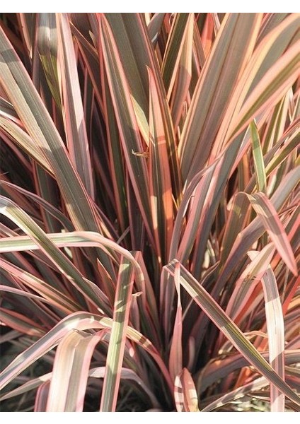 Yeni Zelanda Keteni Pembe Kenarlı Phormium Rainbow Queen 40 cm Saksıda