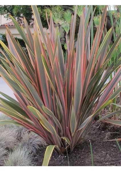 Yeni Zelanda Keteni Pembe Çizgili Phormium Tenax Sundowner 20 cm Saksıda