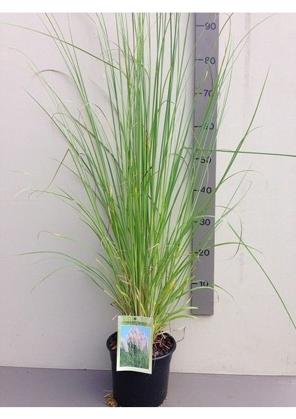 Saz Püskülü Pampas Otu Cortaderia Selloana Pumila Saksıda
