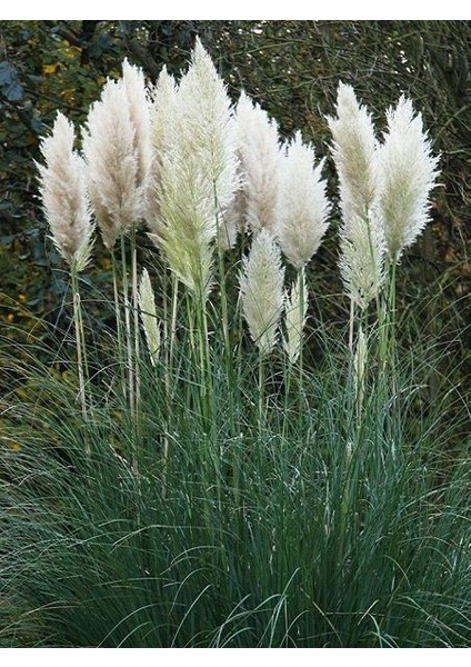 Saz Püskülü Pampas Otu Cortaderia Selloana Pumila Saksıda