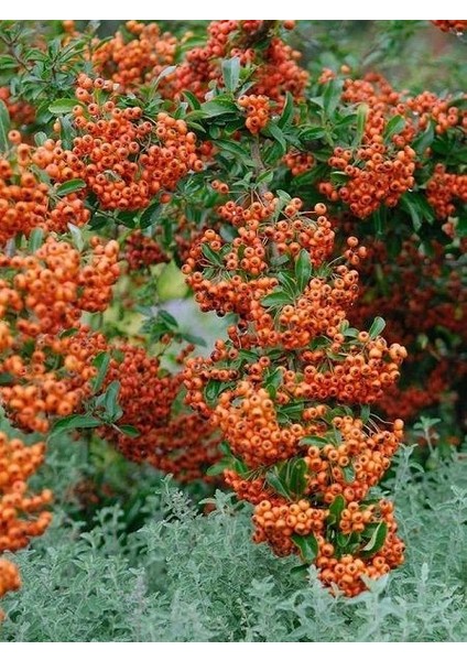 Ateş Dikeni Fidanı Bodur Turuncu Pyracantha Orange Glow Saksıda