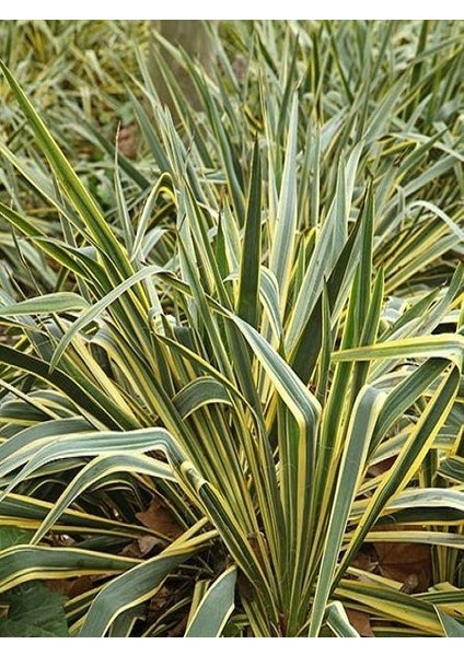 Yeni Zelanda Keteni Sarı Çizgili Phormium Cookianum Tricolor 100 cm Saksıda