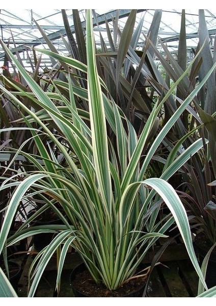 Yeni Zelanda Keteni Sarı Çizgili Phormium Cookianum Tricolor 100 cm Saksıda