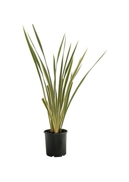 Yeni Zelanda Keteni Sarı Çizgili Phormium Cookianum Tricolor 100 cm Saksıda