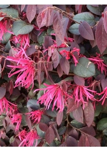 Rüya Çiçeği Bordo Yeşil Yapraklı Loropetalum Chinense Burgundy 40 cm Saksıda