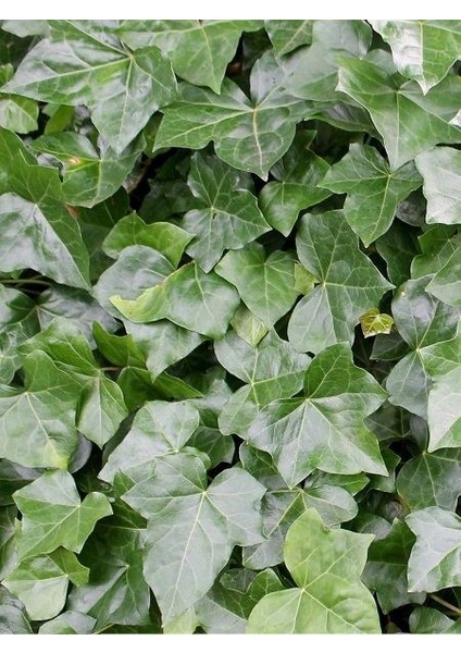 Orman Sarmaşığı Büyük Yeşil Yapraklı Hedera Helix Hibernica Irish 100 cm Saksıda