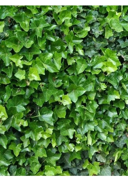 Orman Sarmaşığı Büyük Yeşil Yapraklı Hedera Helix Hibernica Irish 100 cm Saksıda
