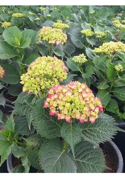 Ortanca Fidanı Kırmızı Hydrangea Macrophylla Red Ithal