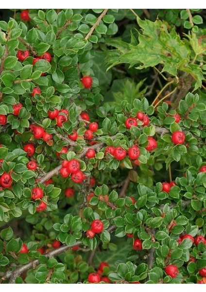 Herdem Yeşil Dağ Muşmulası Cotoneaster Dammeri Coral Beauty Saksıda