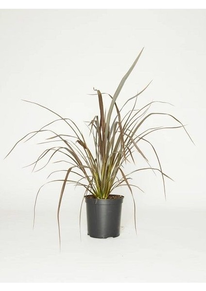 Yeni Zelanda Keteni Bodur Phormium Tenax Bronze Baby 40 cm Saksıda