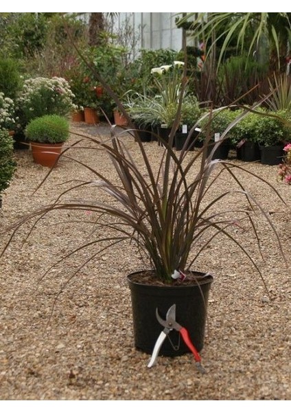 Yeni Zelanda Keteni Bodur Phormium Tenax Bronze Baby 40 cm Saksıda