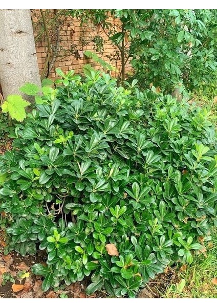 Yıldız Çalısı Pittosporum Tobira 20-40 cm
